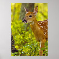 Whitetail Reh in Whitefish, Montana, USA