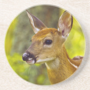 Whitetail Reh in Whitefish, Montana, USA Untersetzer
