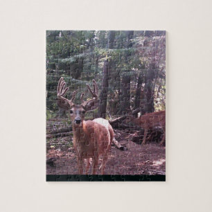 Whitetaildollar im Samt