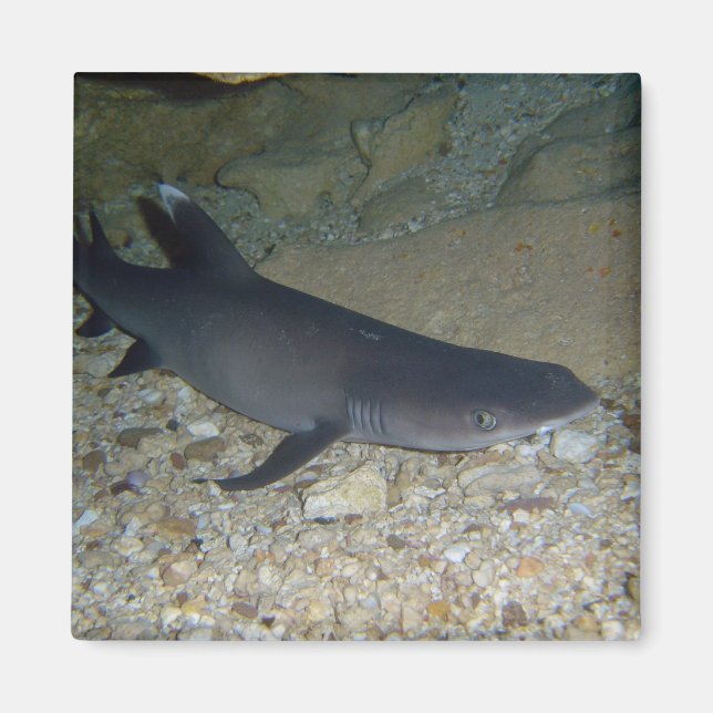 Whitetip Reef Shark Magnet (Vorne)