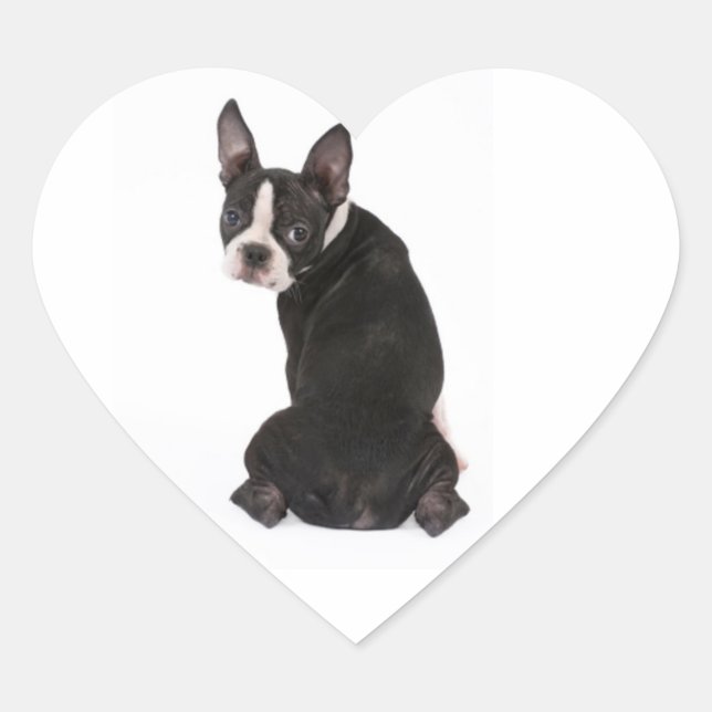 Who Me Boston Terrier Docker Herz-Aufkleber (Vorderseite)