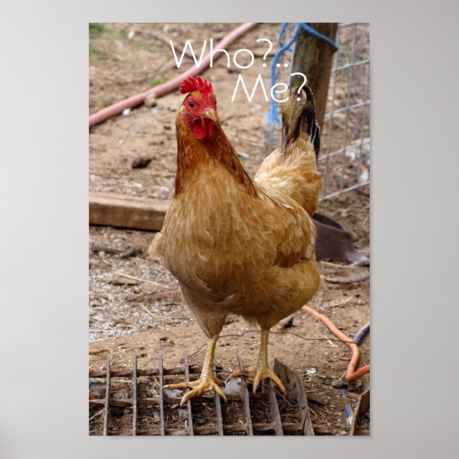 Who you call'in chicken? Poster (Vorne)