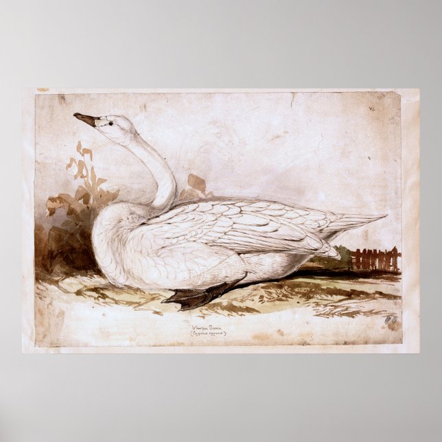 Whooper swan (cygnus cygnus) 1835 , Lear, Edward Poster (Vorne)