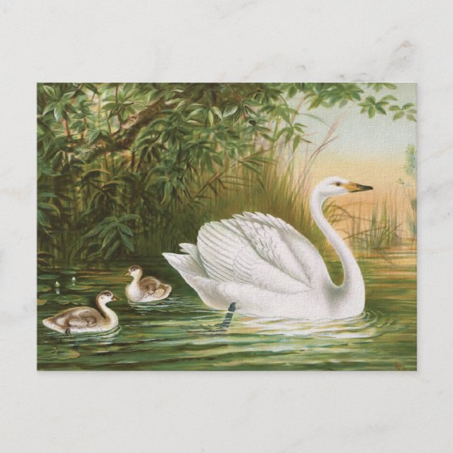 "Whooper Swan" Vintage Vogeldarstellung Postkarte (Vorderseite)