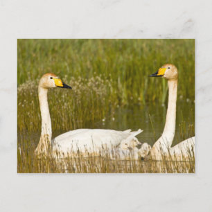 Whooperschwanpaare mit Cygnets in Island Postkarte