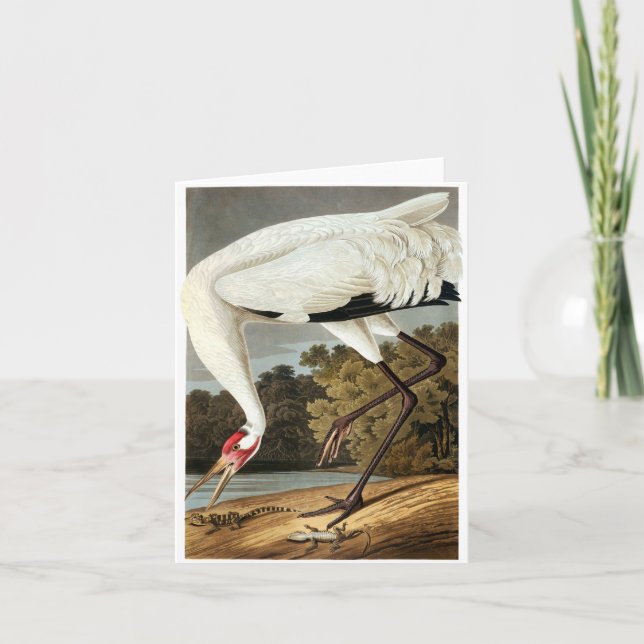 Whooping Crane von John James Audubon Dankeskarte (Vorderseite)