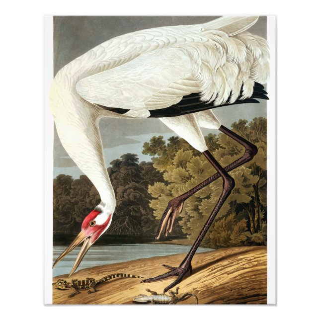 Whooping Crane von John James Audubon Fotodruck (Vorne)