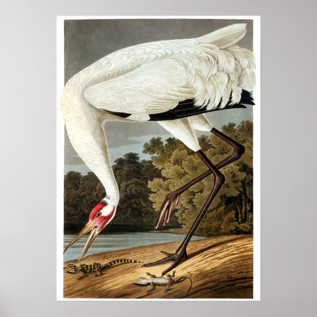 Whooping Crane von John James Audubon Poster (Vorne)