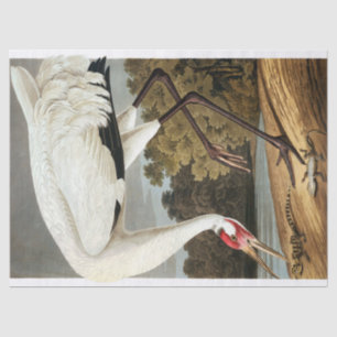 Whooping Crane von John James Audubon Seidenpapier