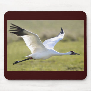 Whooping Kran (Grus Americana) Mousepad