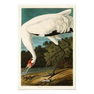 Whooping Kran-John James Audubon-Vögel von Amerik Fotodruck