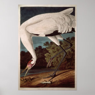 Whooping Kran, 'von den Vögeln von Amerika Poster