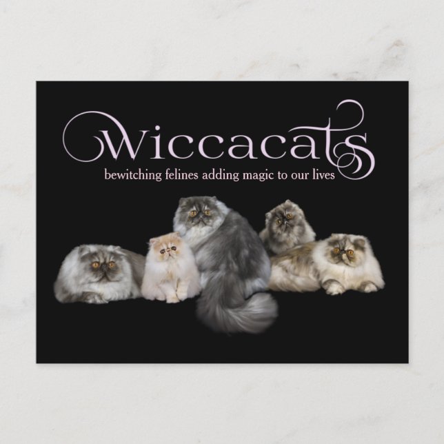 WiccaCats LARGE Visitenkarte Postkarte (Vorderseite)