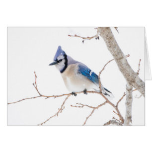 Wichita County, Texas. Blauhäher
