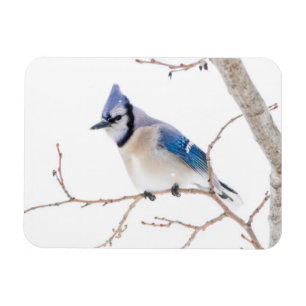 Wichita County, Texas. Blauhäher Magnet