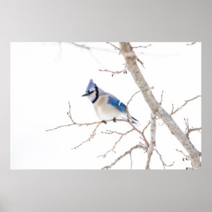 Wichita County, Texas. Blauhäher Poster