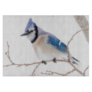 Wichita County, Texas. Blauhäher Schneidebrett