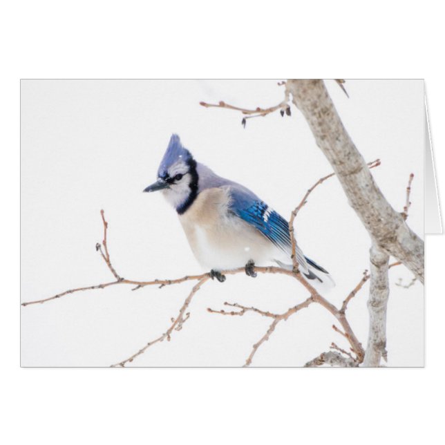 Wichita Landkreis, Texas. Blue Jay (Vorderseite (Horizontal))