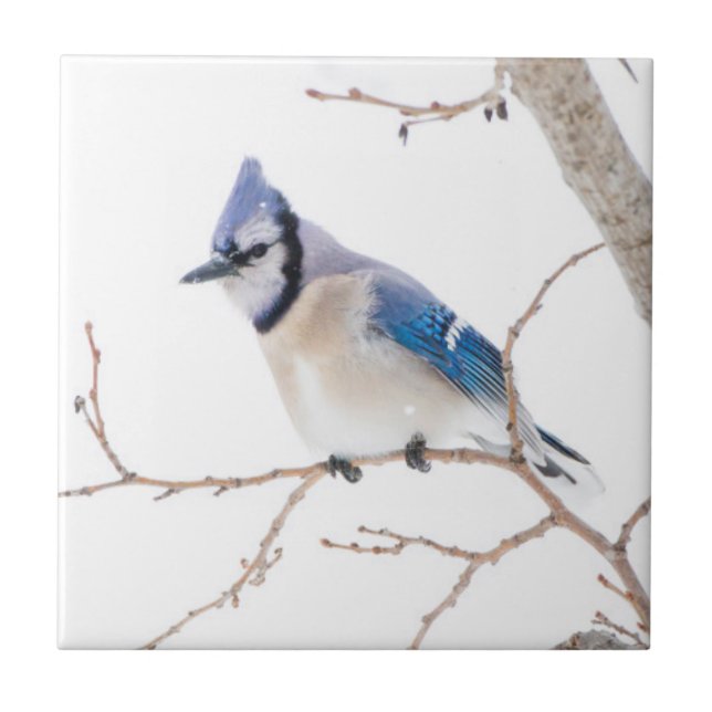 Wichita Landkreis, Texas. Blue Jay Fliese (Vorderseite)