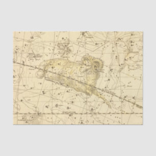 Widder, Musca Borealis Seidenpapier