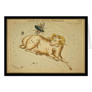 Widder und Musca Borealis