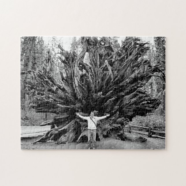 Wide Angle Sequioa Tree Trunk - 11x14 - 252 Stk. (Horizontal)