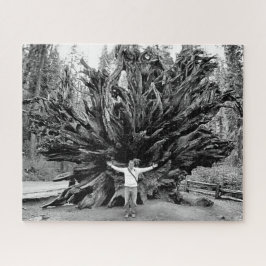 Wide Angle Sequioa Tree Trunk - 16x20 - 520 Stk.