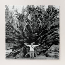 Wide Angle Sequioa Tree Trunk - 20x20 - 676 Stk.