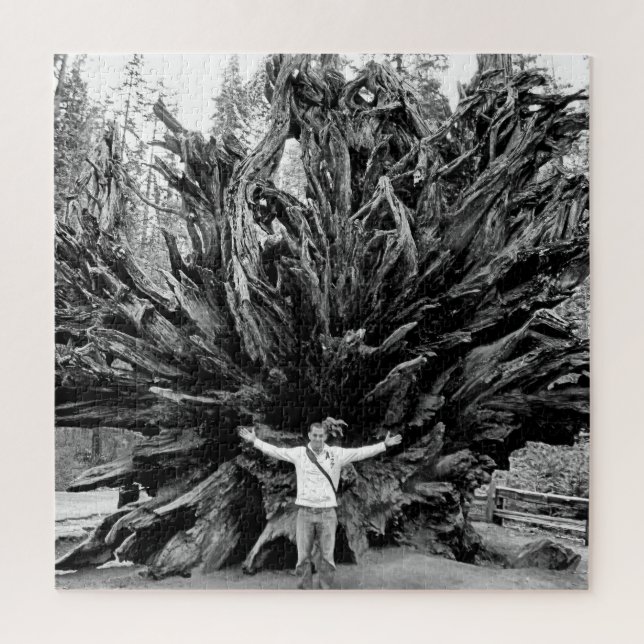 Wide Angle Sequioa Tree Trunk - 20x20 - 676 Stk. (Vertikal)