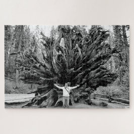 Wide Angle Sequioa Tree Trunk - 20x30 - 1014 Stk.