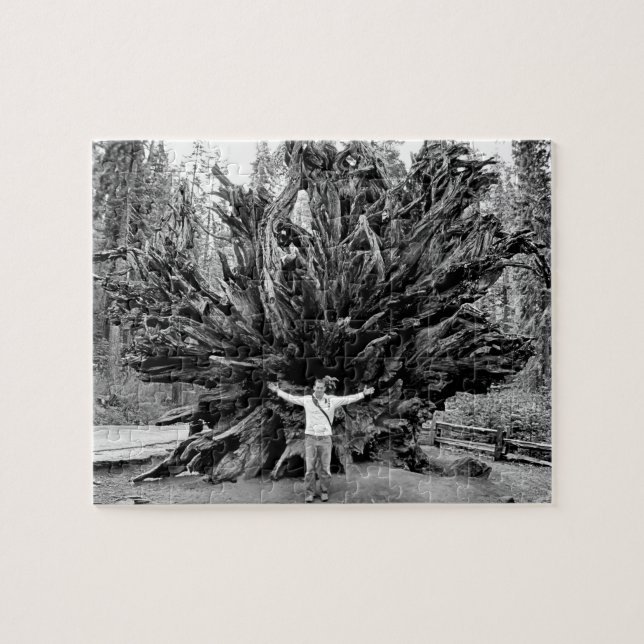 Wide Angle Sequioa Tree Trunk - 8x10 - 110 Stk. (Horizontal)