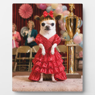 Widerwillige Chihuahua-Schönheitskönigin Fotoplatte