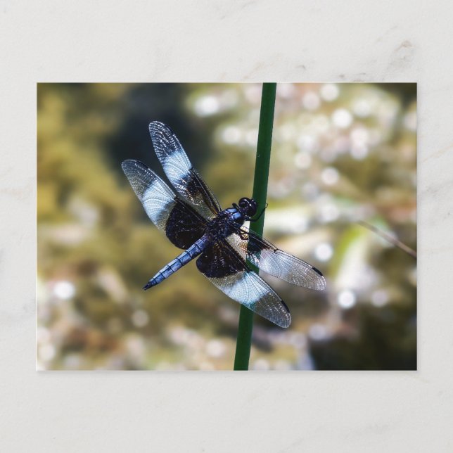 Widow Skimmer Dragonfly Postkarte (Vorderseite)