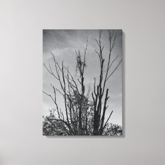 Wie Ashes aus einem Phoenix Leinwanddruck