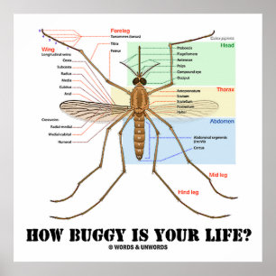 Wie Buggy ist dein Leben? Moskito-Anatomie-Spaß Poster