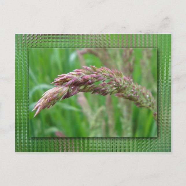 Wie das Gras Postkarte wächst (Vorderseite)