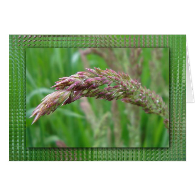 Wie das Gras wächst (Vorderseite (Horizontal))