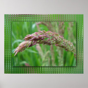 Wie das Gras wächst drucken Poster