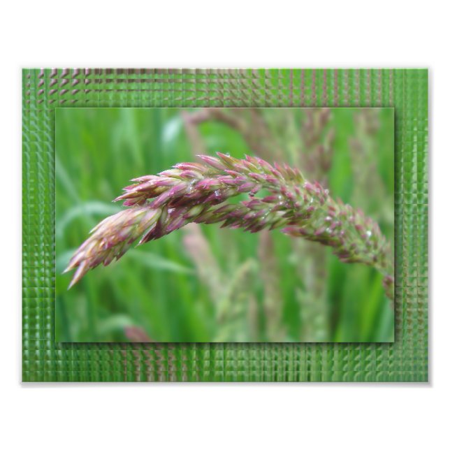 Wie das Gras wächst Foto drucken (Vorne)