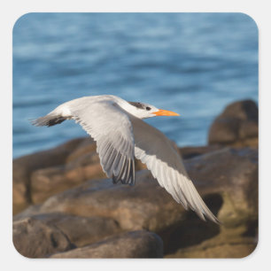 Wie die Tern fliegen Quadratischer Aufkleber