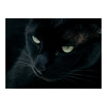 Wie ein schwarzer Panther