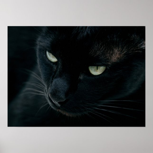 Wie ein schwarzer Panther Poster (Vorne)