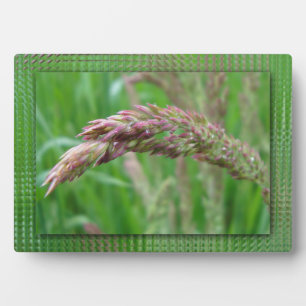 Wie Gras Foto Plaque wächst Fotoplatte