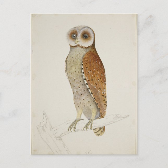 Wie jetzt Bay Owl? Postkarte (Vorderseite)