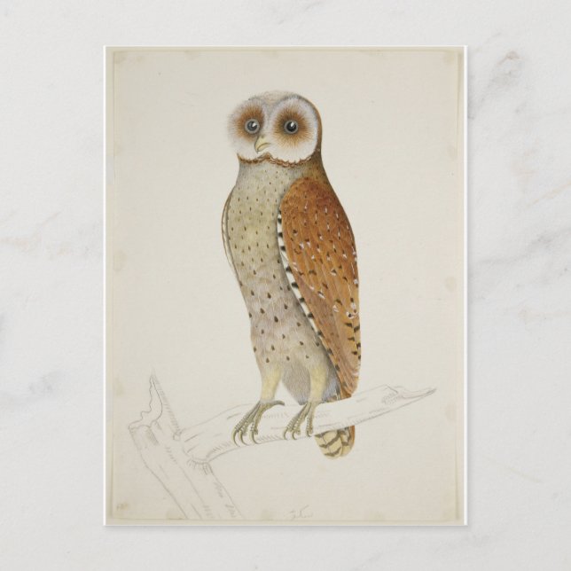 Wie jetzt Bay Owl? Postkarte (Vorderseite)