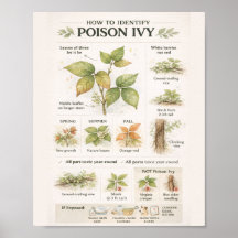 Wie man Giftsumach erkennt – Botanische Bildung