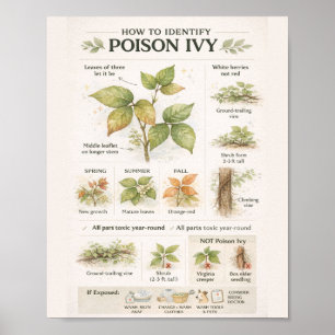Wie man Giftsumach erkennt – Botanische Bildung Poster
