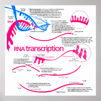Wie mRNA in einem Nucleus Diagramm erstellt wird Poster