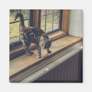 Wie viel kostet das Kitty im Fenster? Magnet