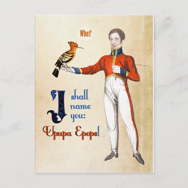 Wiedehopf Postkarte (Vorderseite)